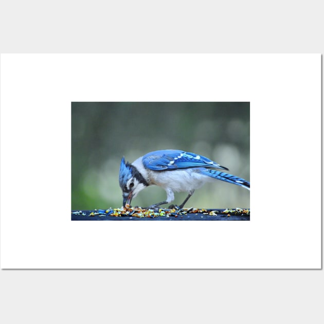 Bluejay Wall Art by LaurieMinor